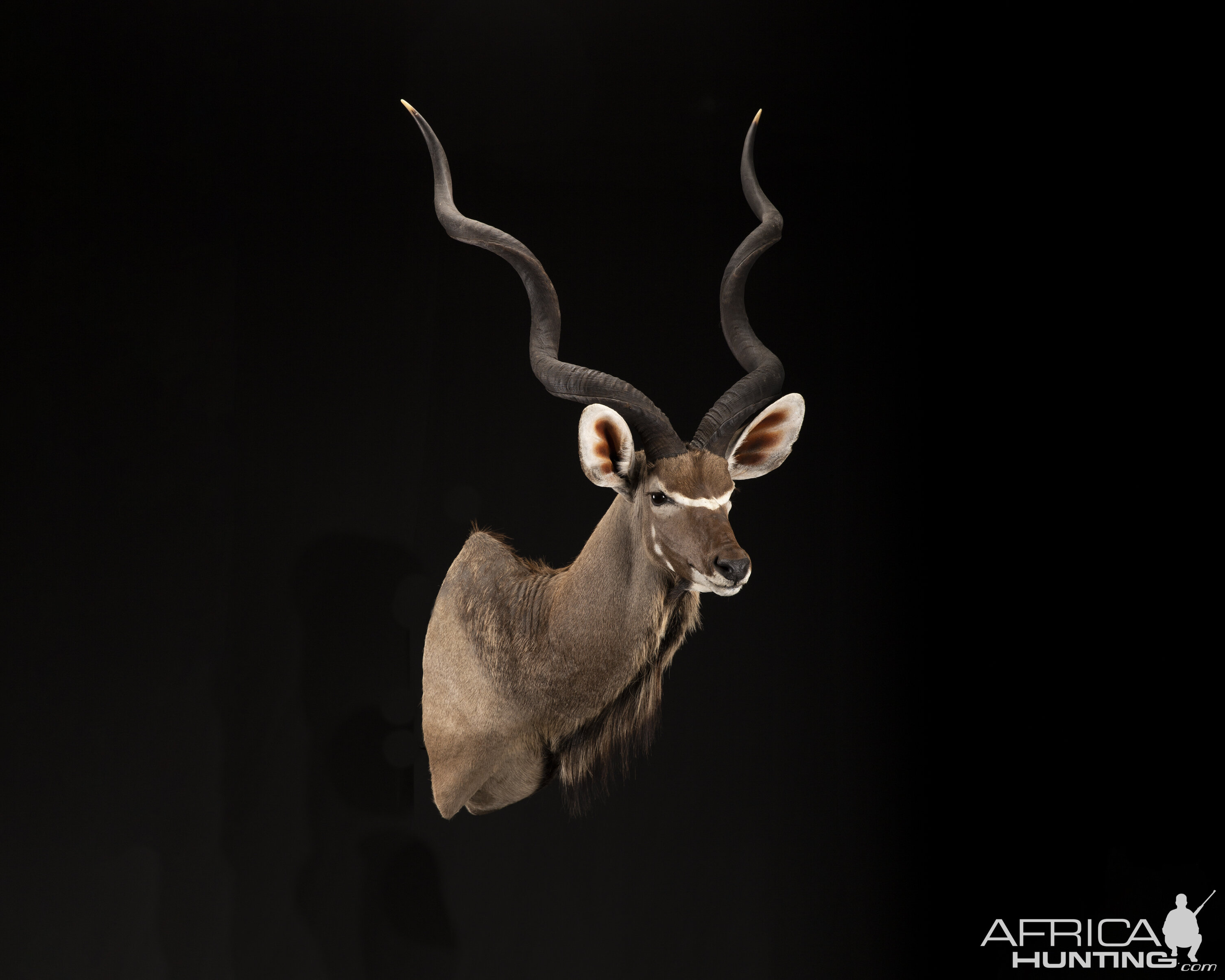 Kudu Shoulder Mount Taxidermy