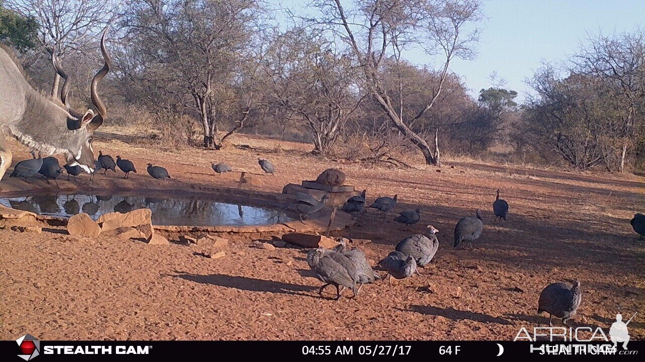 Kudu Trail Cam South Africa