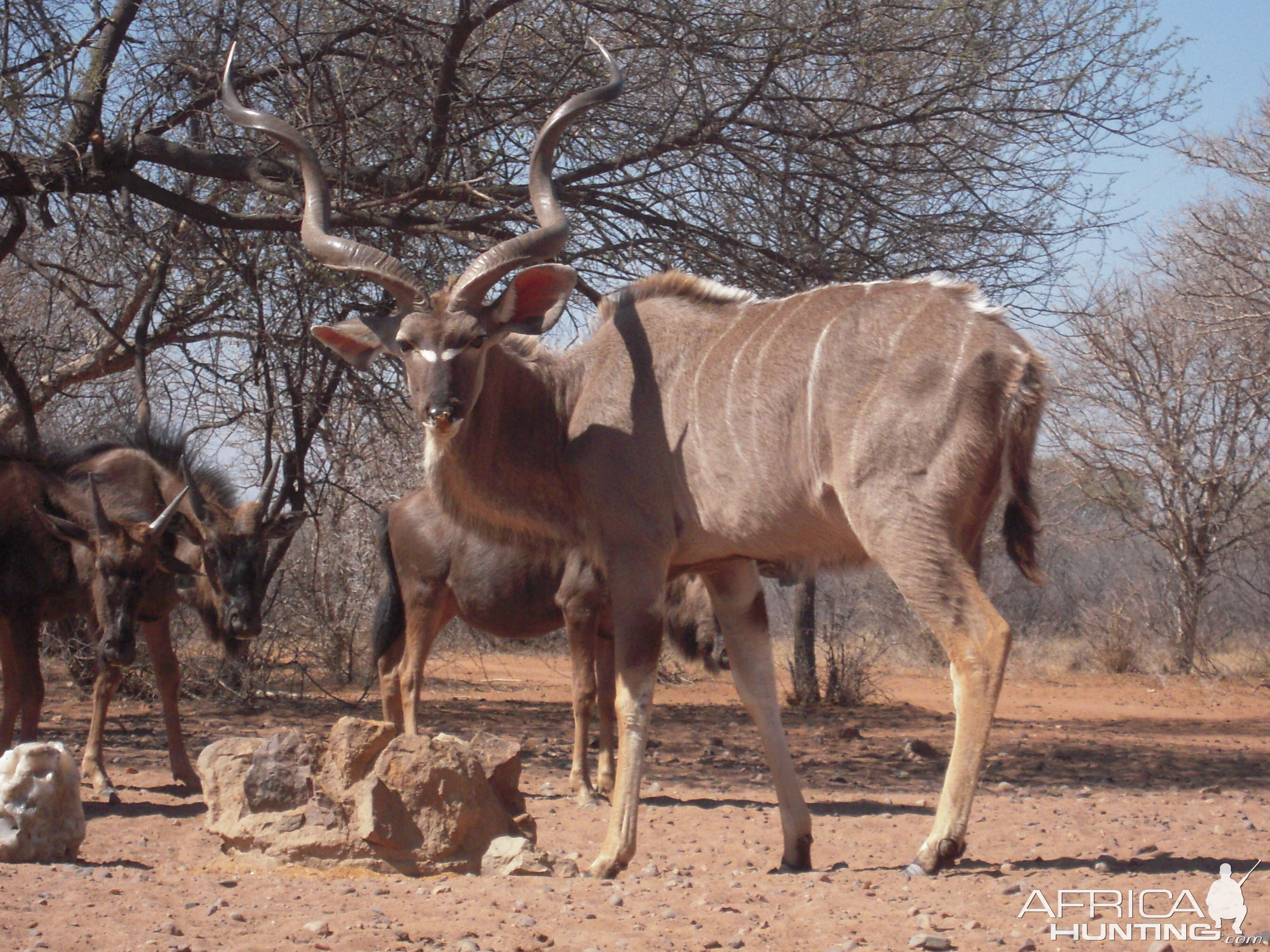 Kudu