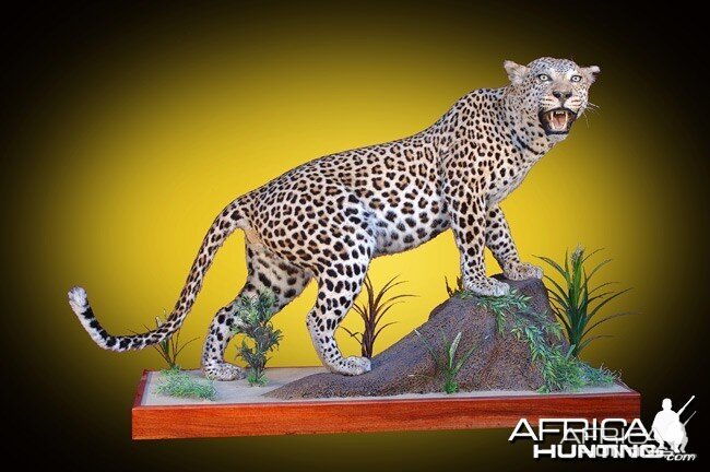 Leopard full mount