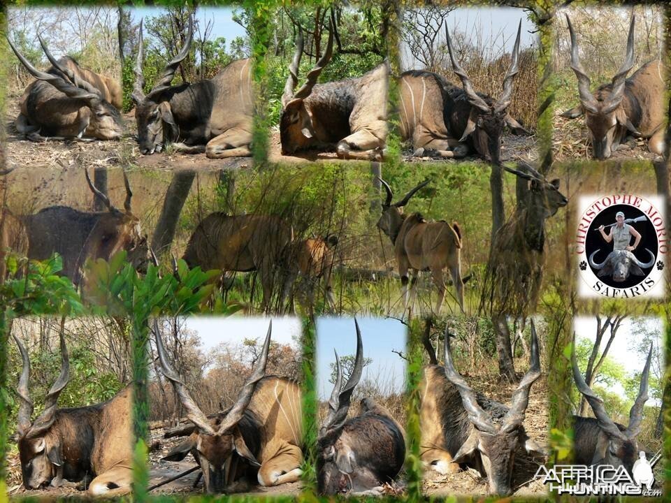 Lord Derby Eland - Central Africa