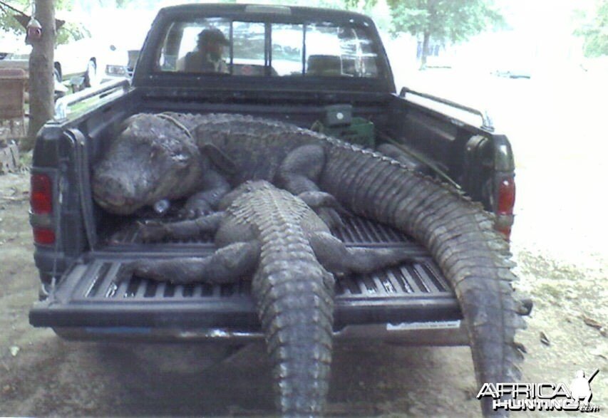 LOUISIANA'S LARGEST ALLIGATOR