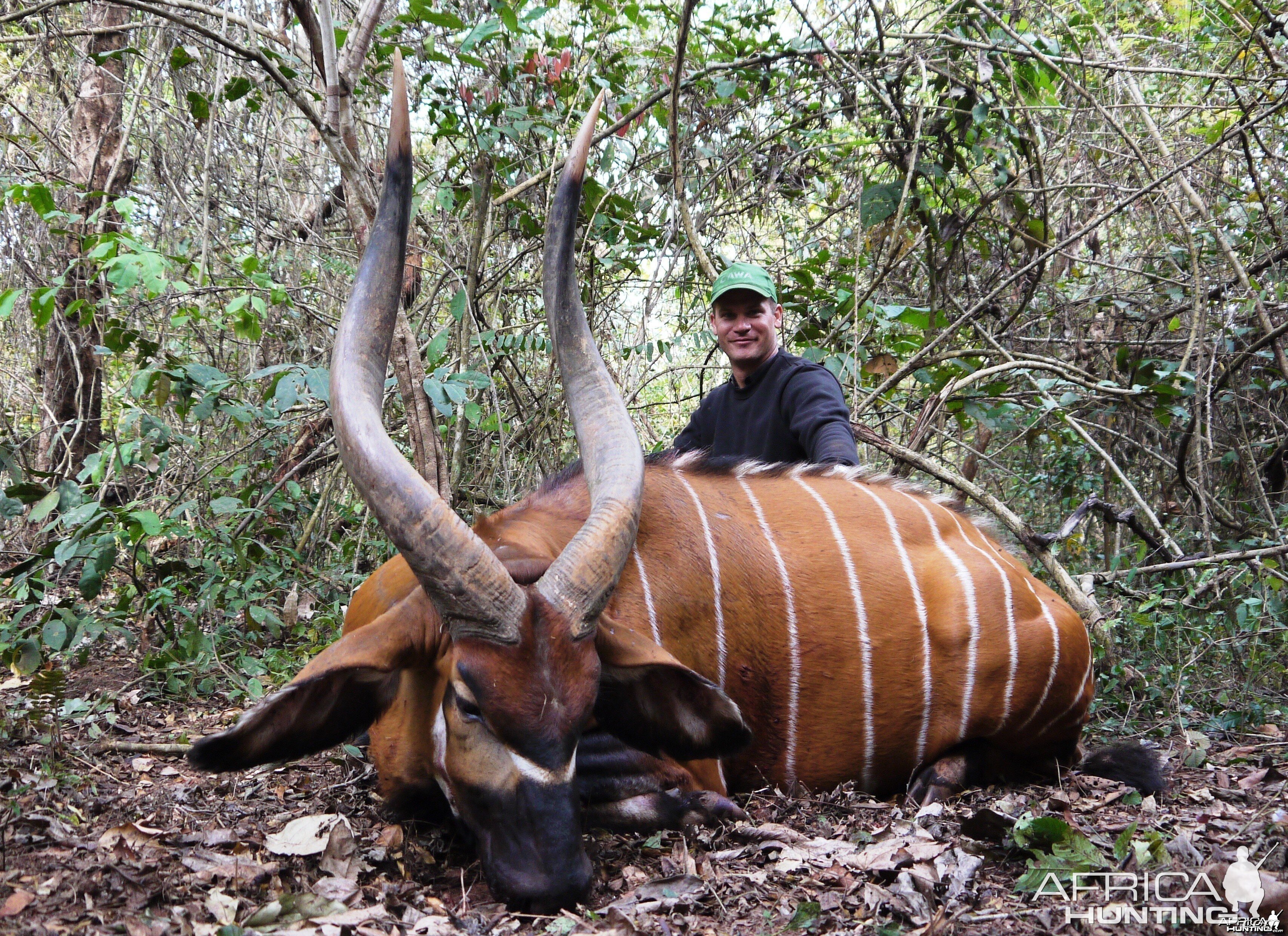 Magnificent 37 inch (94,5 cm) Bongo hunted in CAR