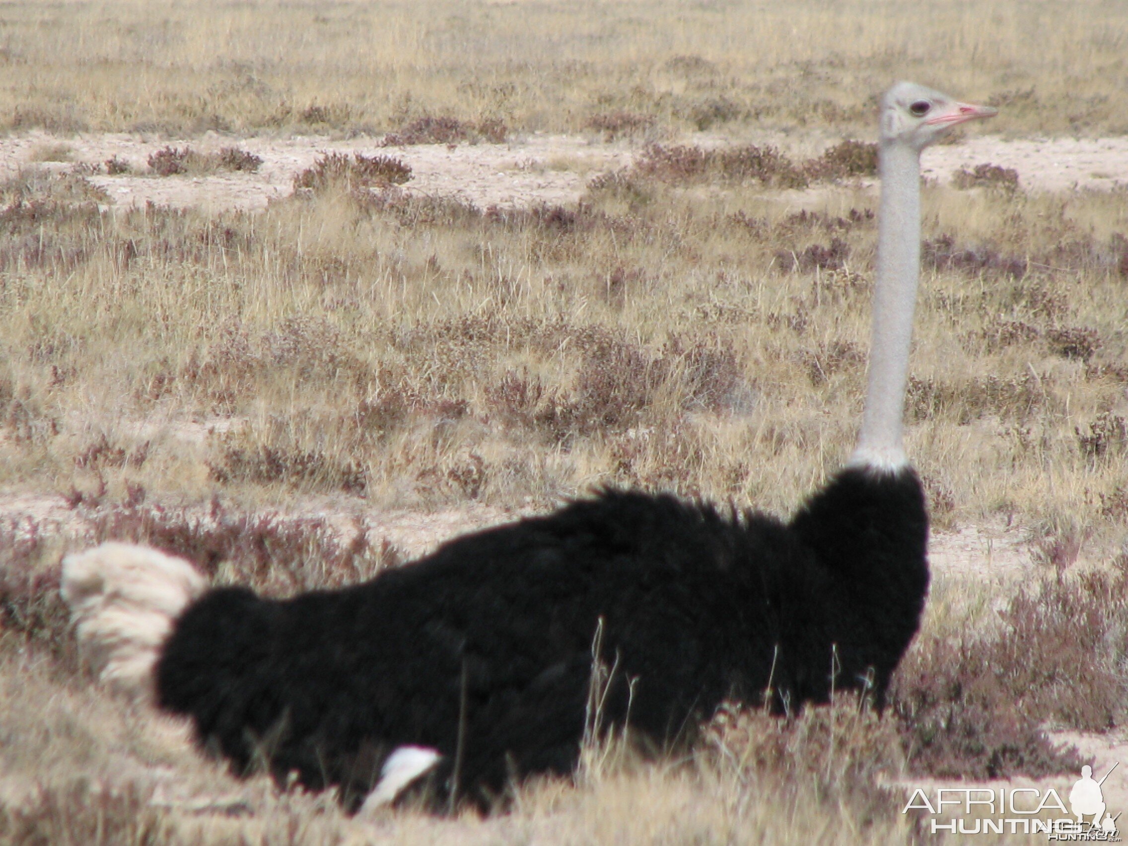 Male Ostrich at Etosha National Park, Namibia