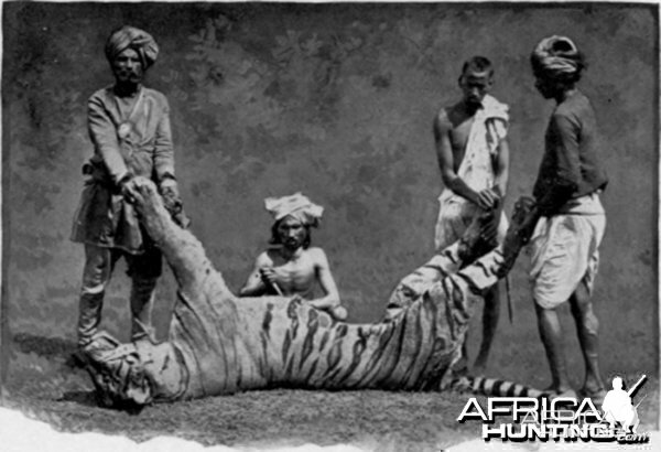Man-eater Tiger 1880