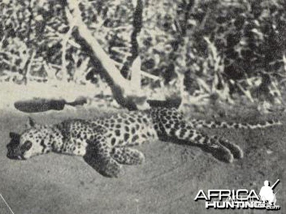 Man-Eating Leopard