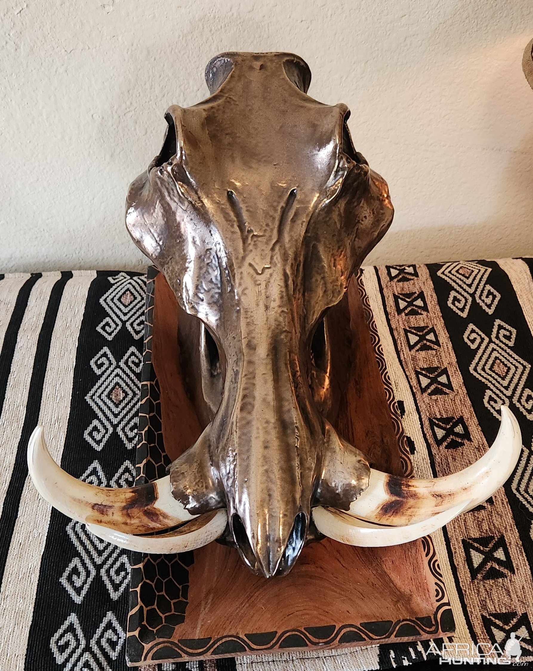 Metalized Warthog Skull Taxidermy