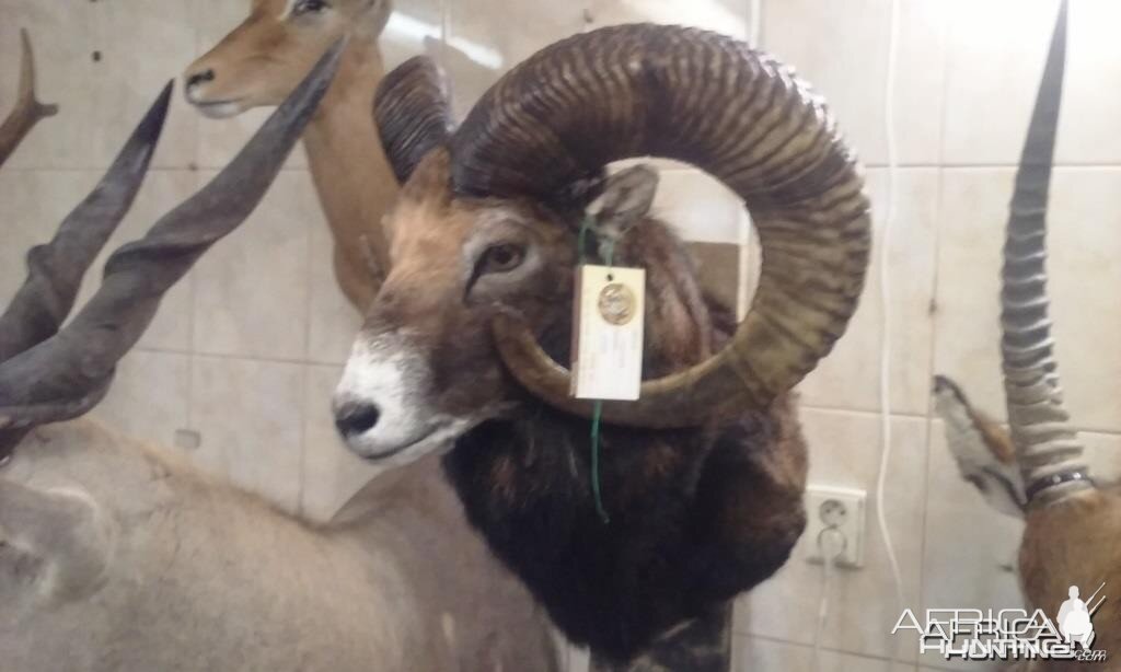 Mouflon czech republic