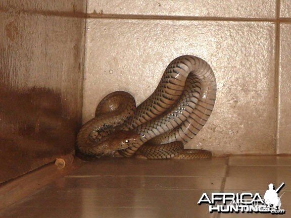 Mozambique Spitting Cobra in the shower
