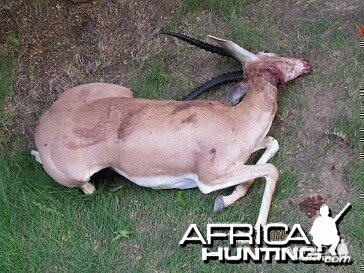 My Gazelle Hunt