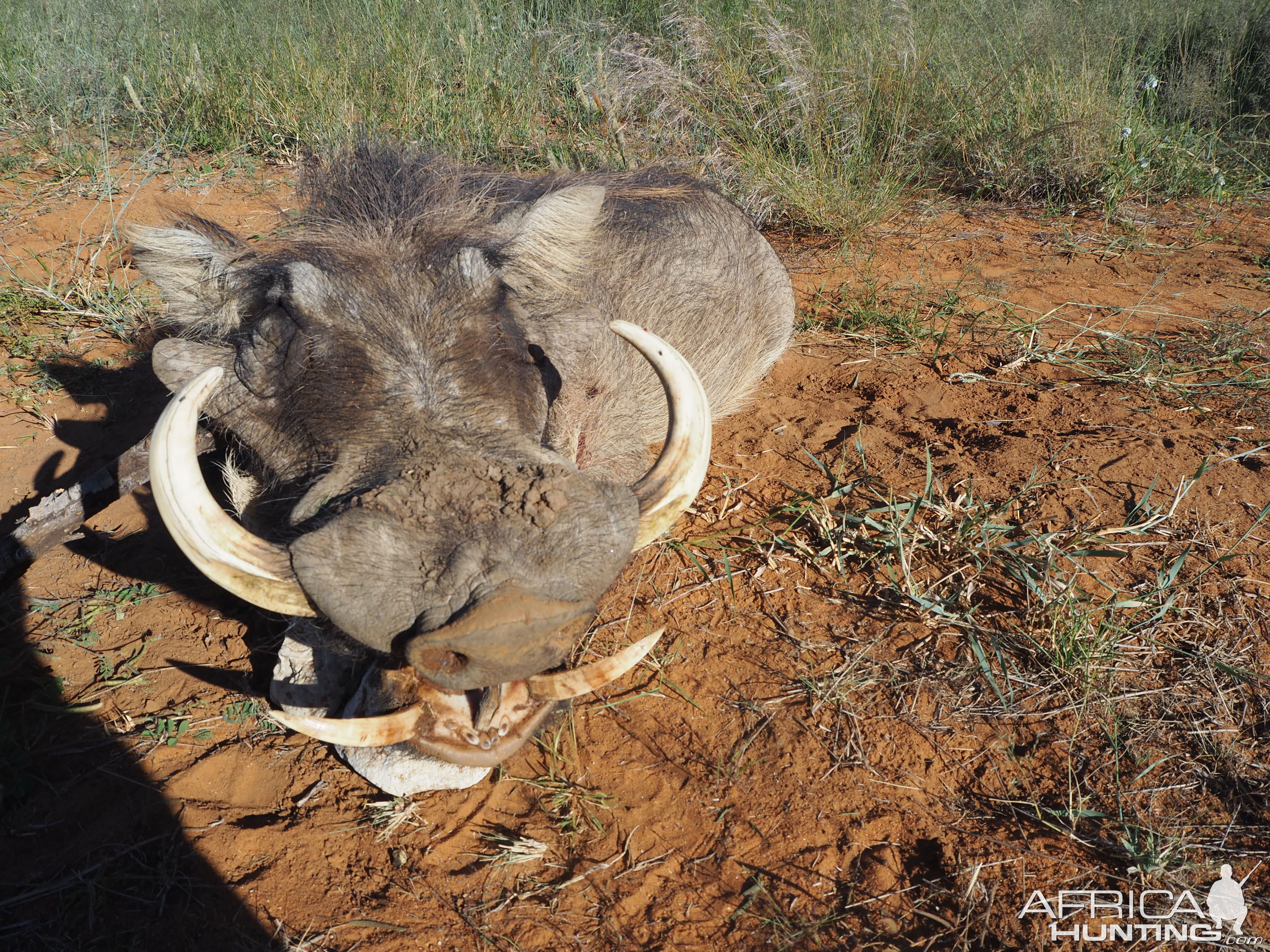 Namibia Hunt Warthog