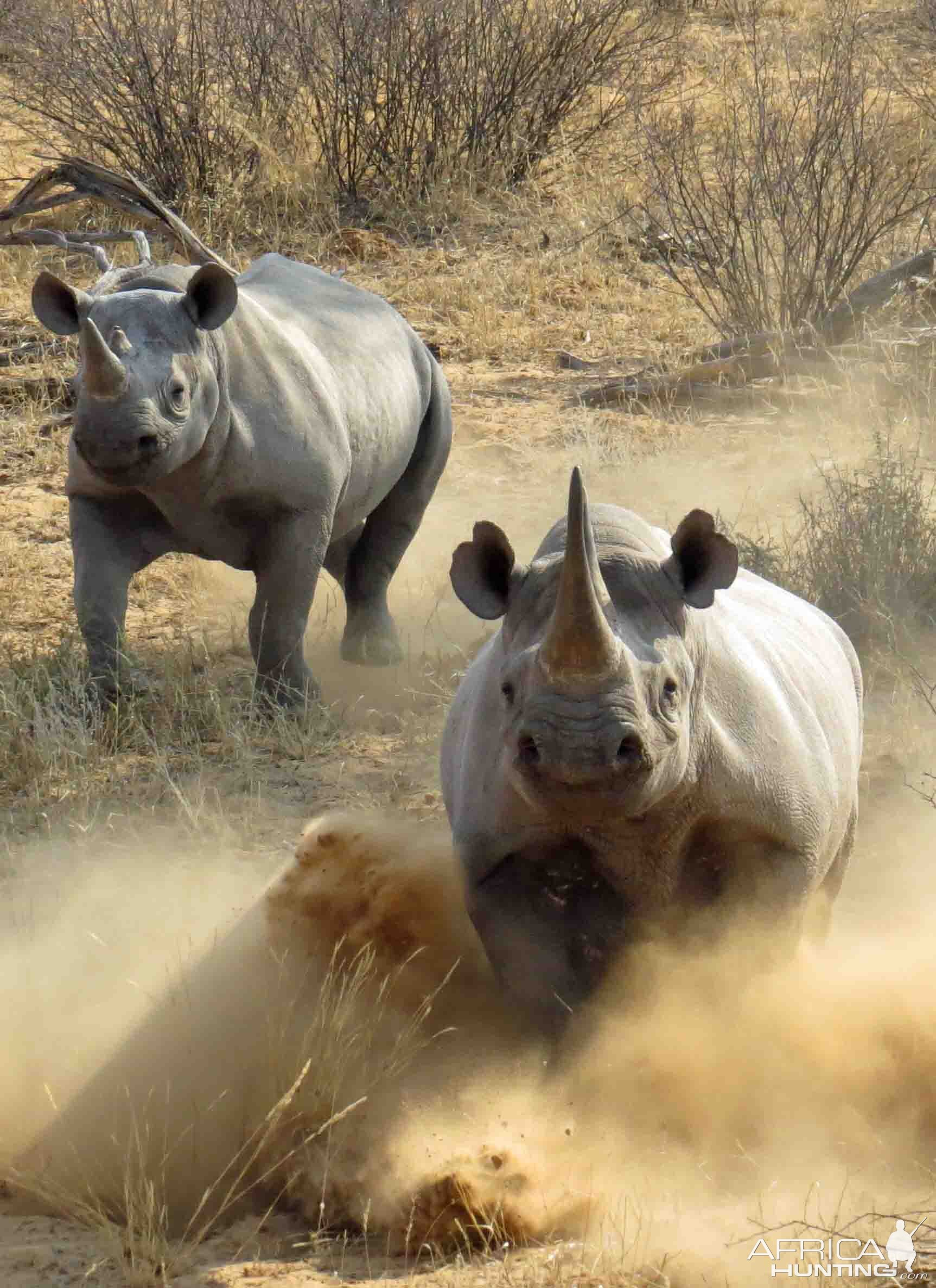 Normal behavior for a black rhino, ie charge and ask questions later.