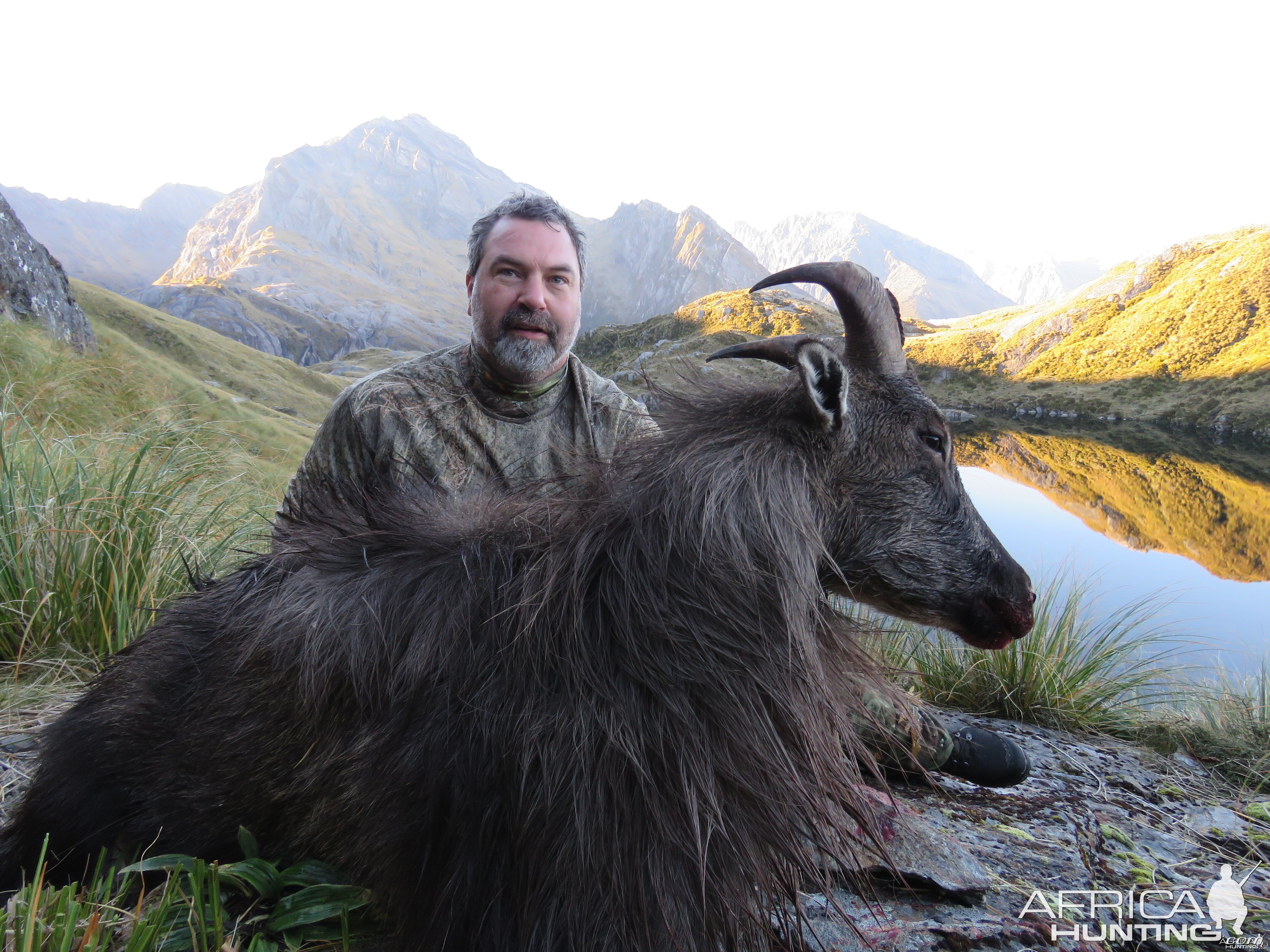 NZ tahr