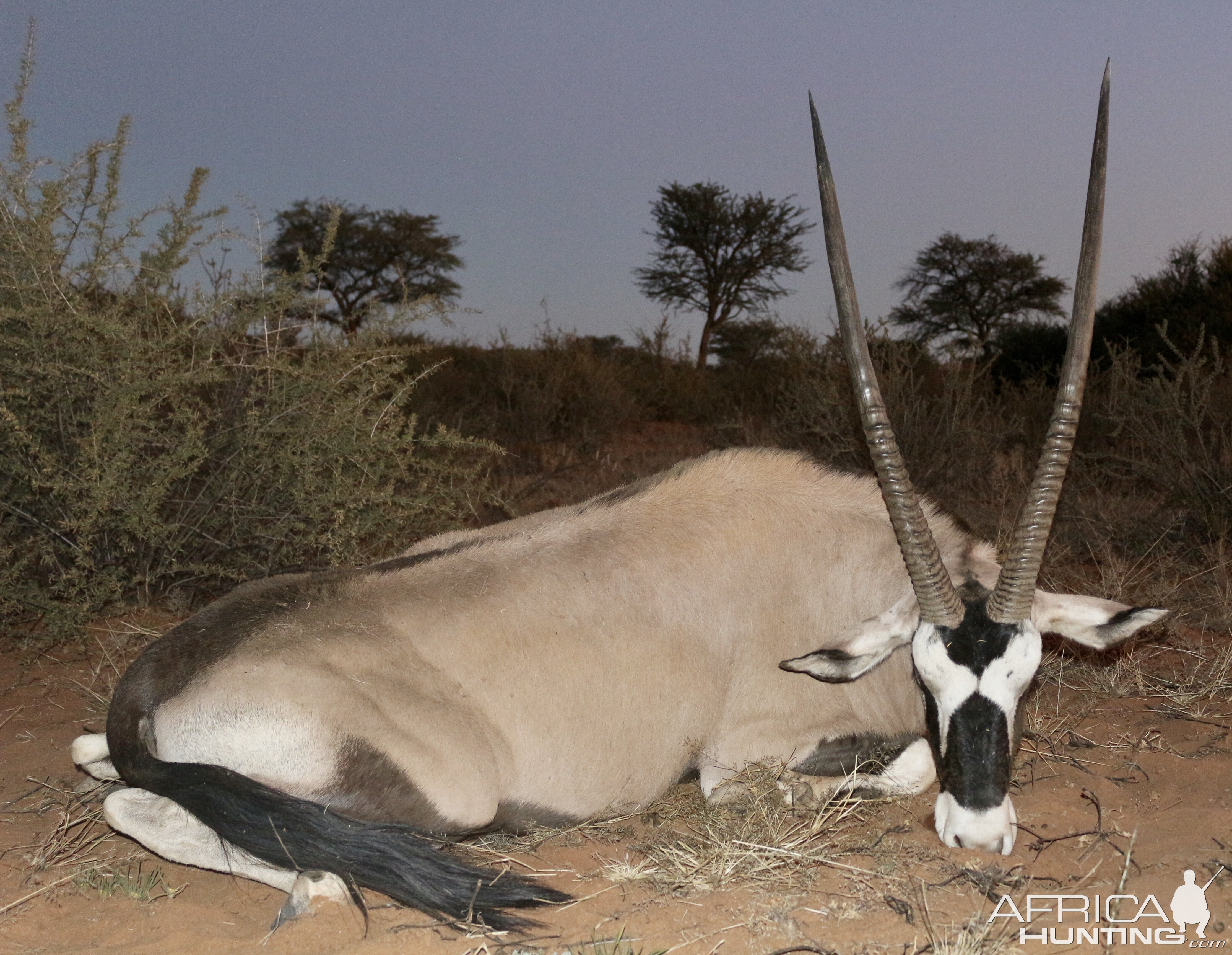 Oryx guide by Zana Botes