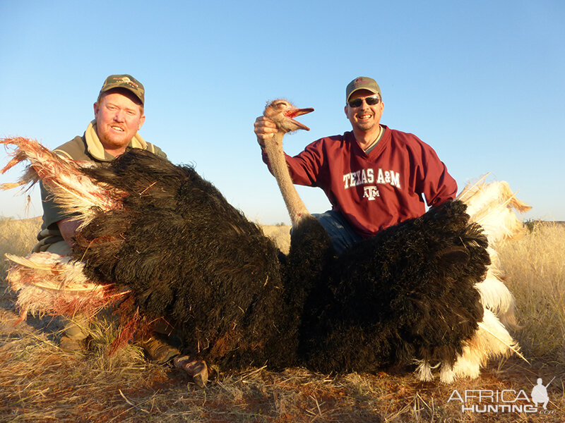 Ostrich hunt with Wintershoek Johnny Vivier Safaris