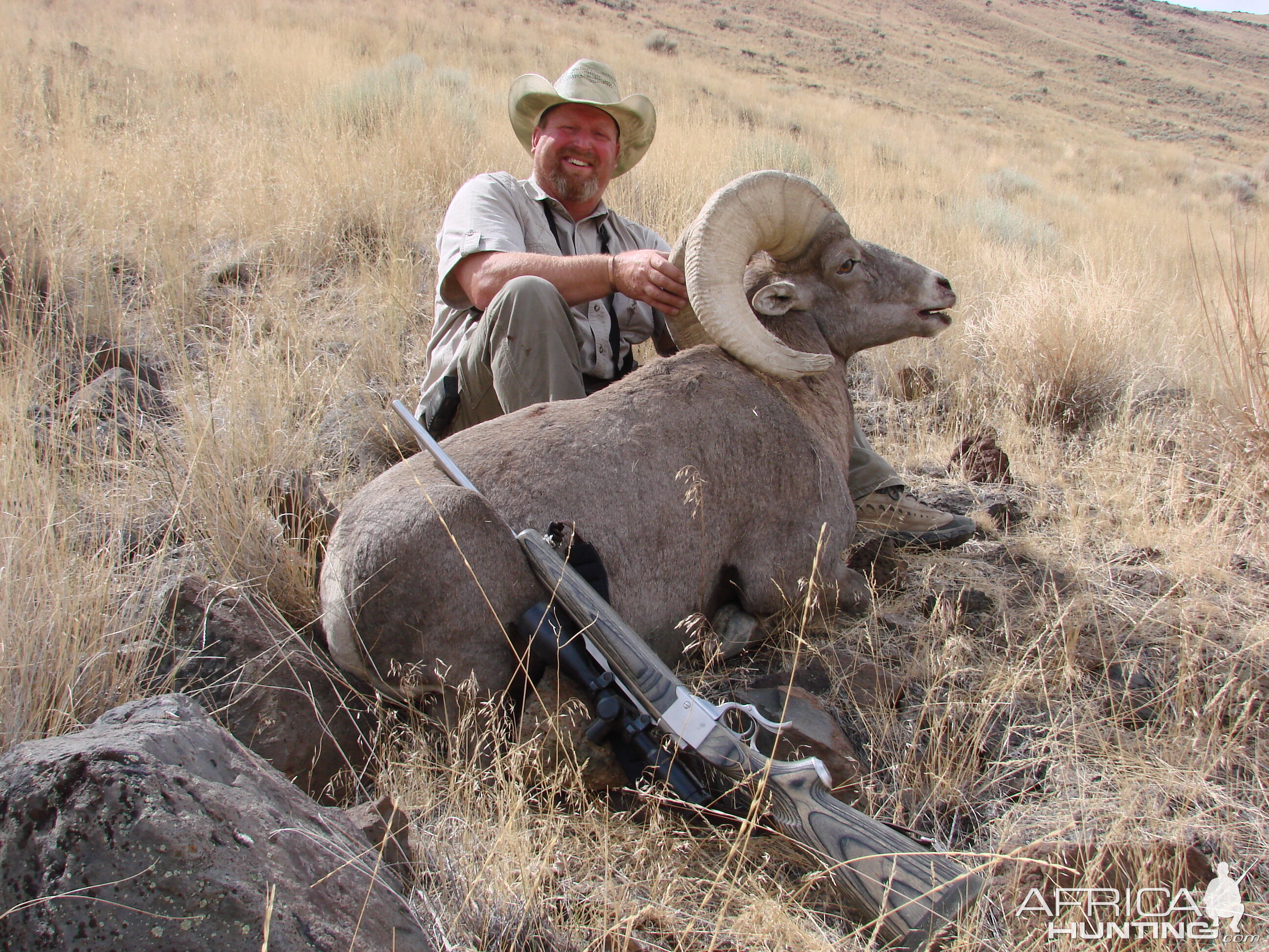 Owyhee Bighorn Sheep