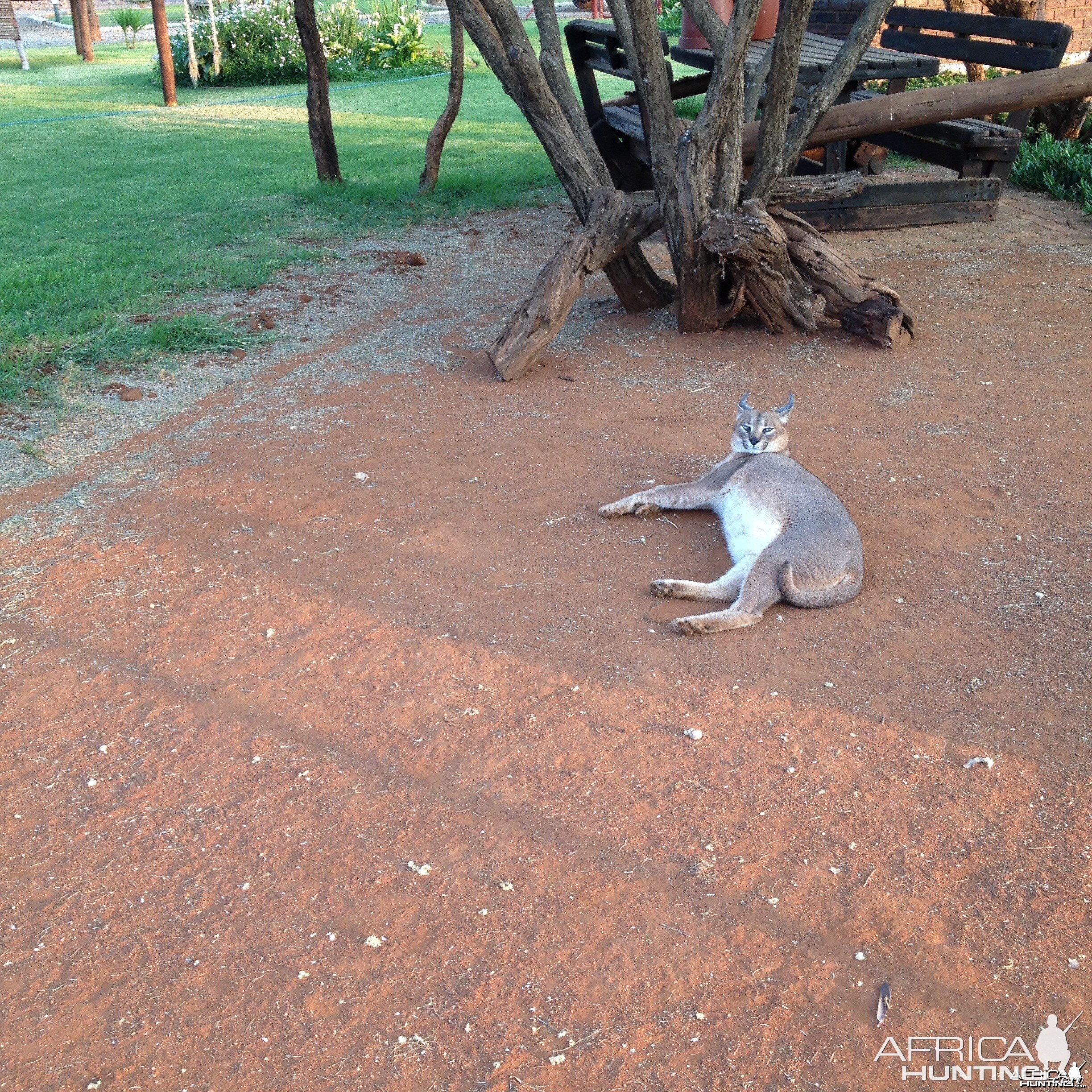 Pregnant Pet Caracal