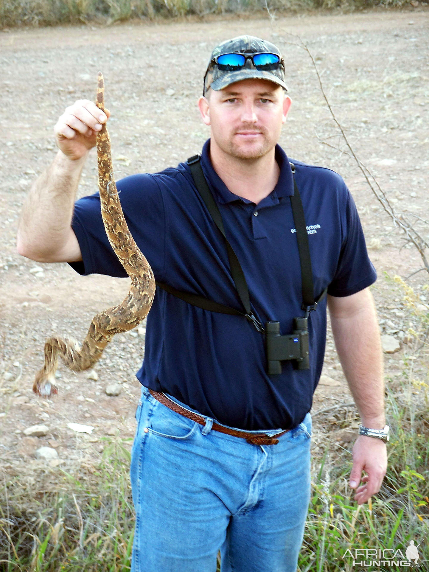 Puff Adder South Africa