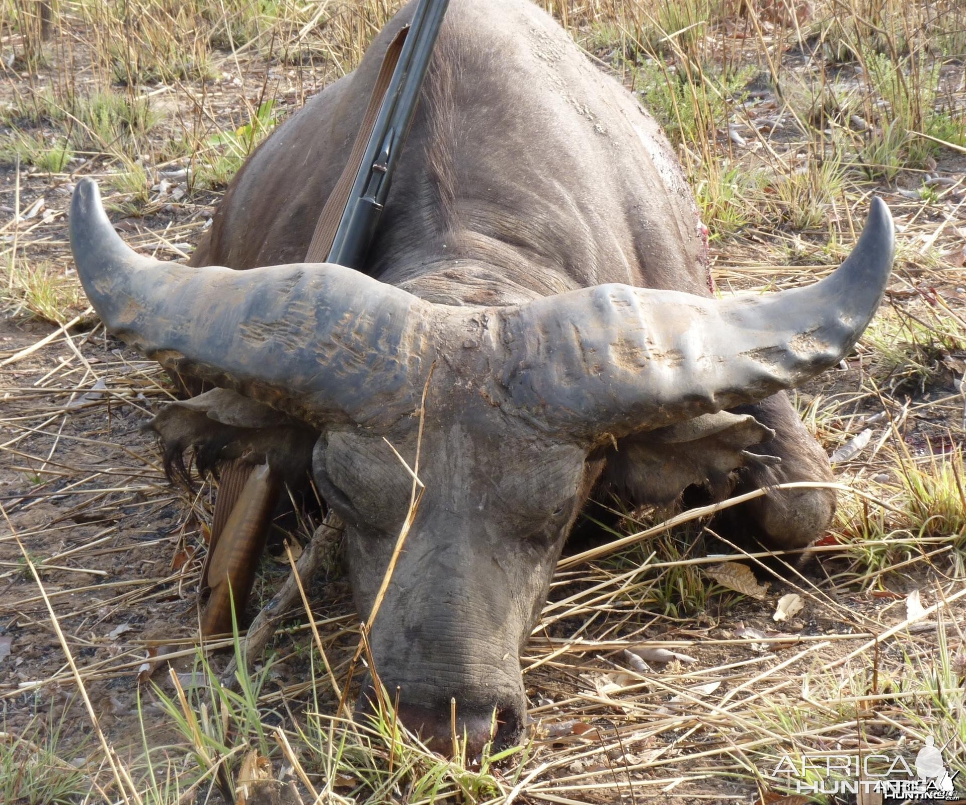 Record Buffalo hunted in Benin