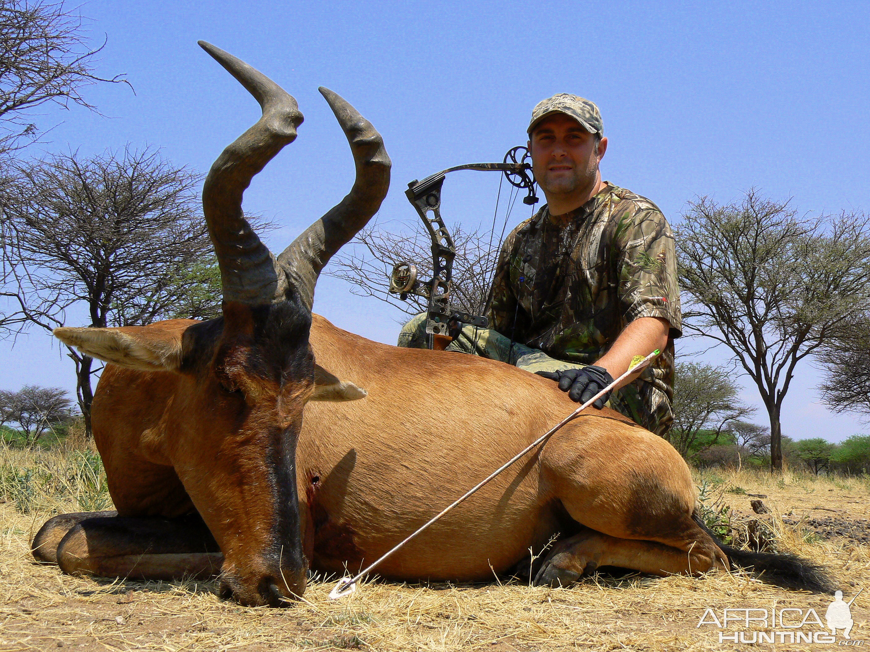 red Hartebeest bowhunted at Ozondjahe Hunting Safaris Namibia