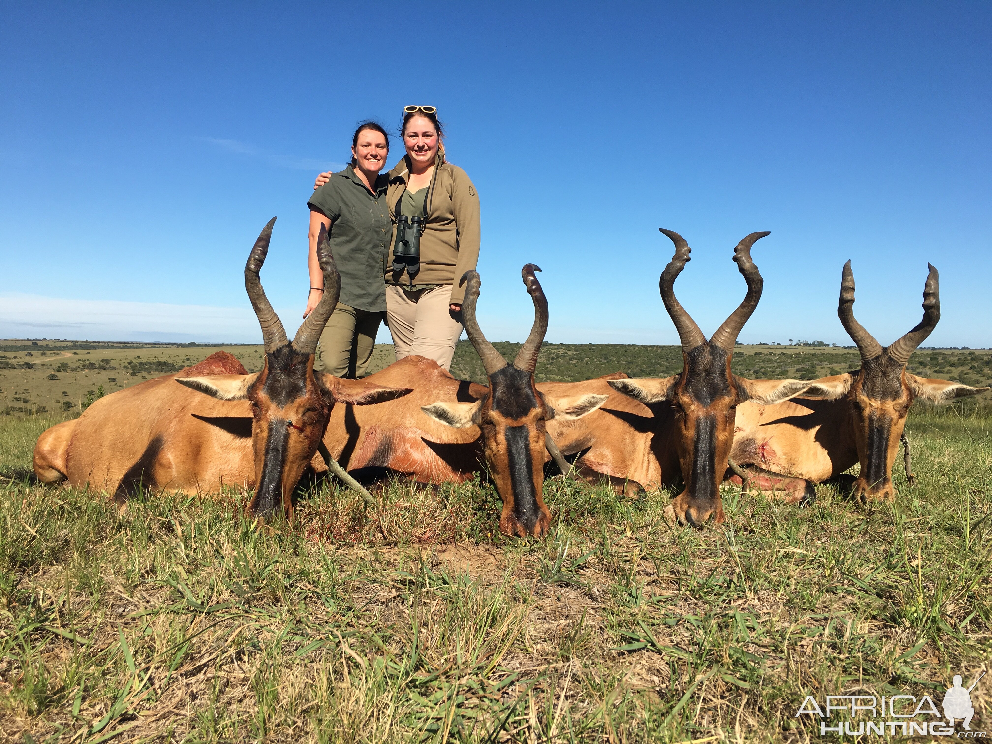 Red Hartebeest Cull Hunt South Africa