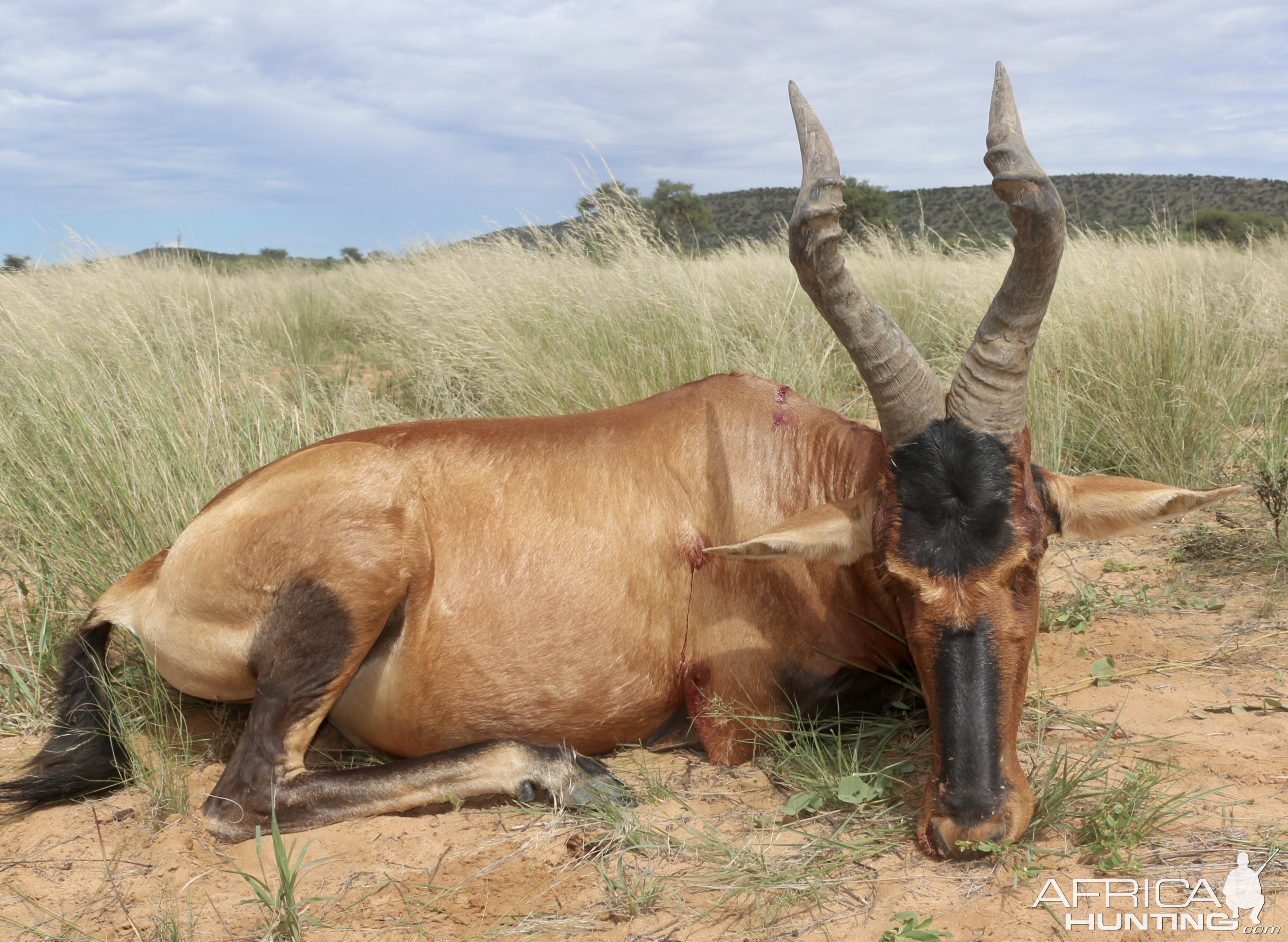 Red Hartebeest Guided by Zana Botes