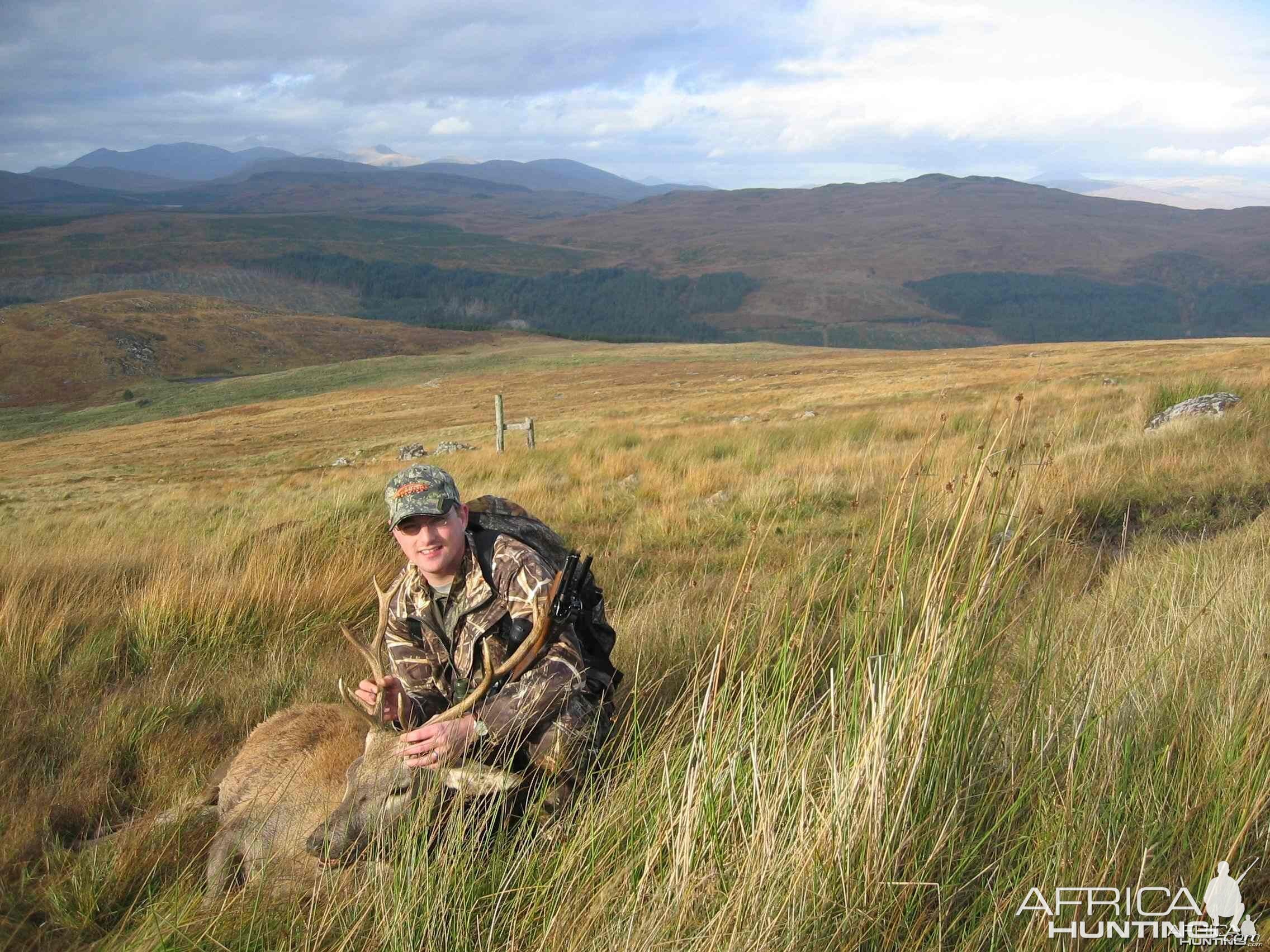 Red Stag, Scotland 2005