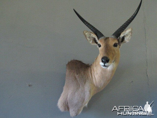 Reedbuck Mount