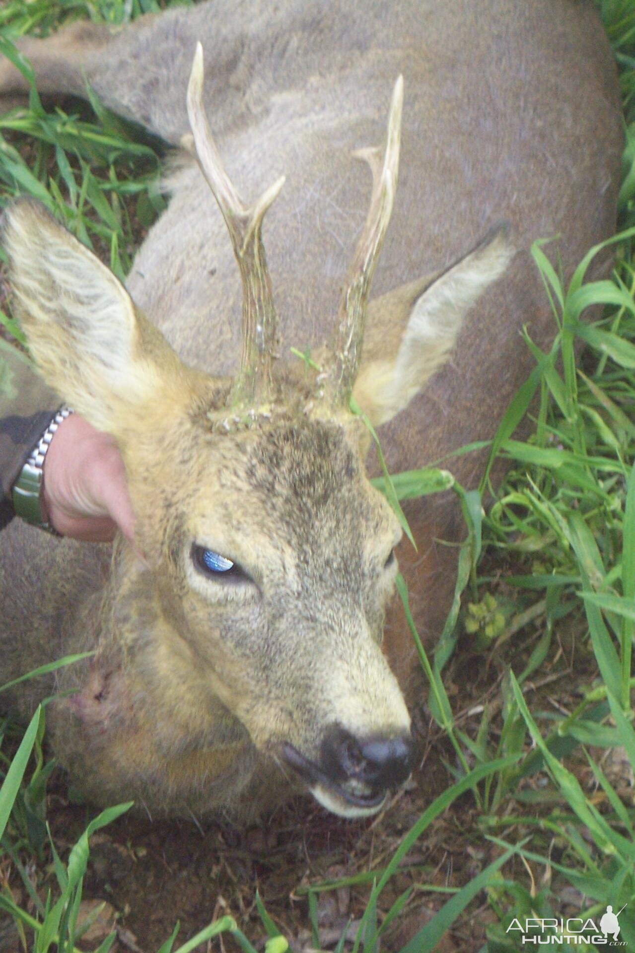 RehBock hunt in Czech Republic