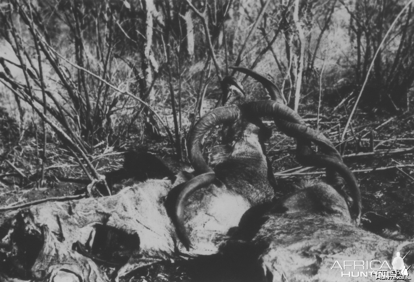 Remains of two Kudus that died from becoming interlocked