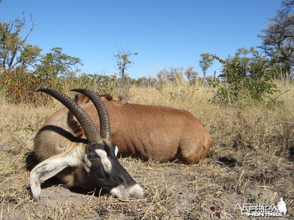 Roan Caprivi