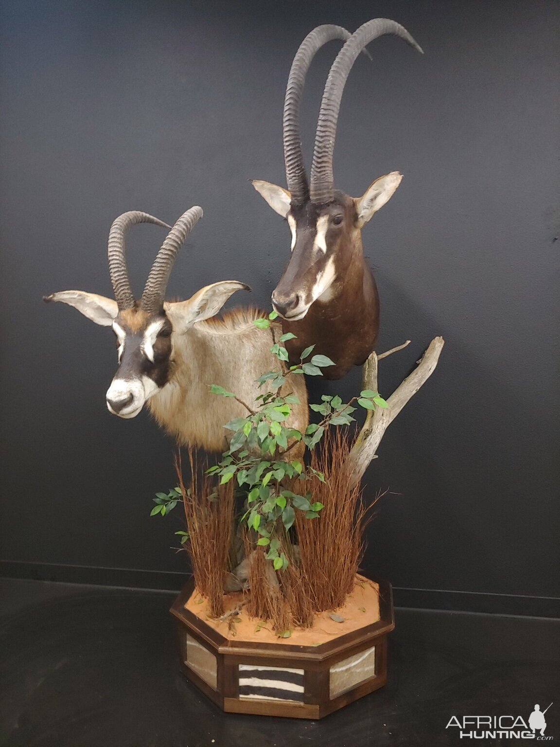 Roan & Sable Double Pedestal Mount Taxidermy