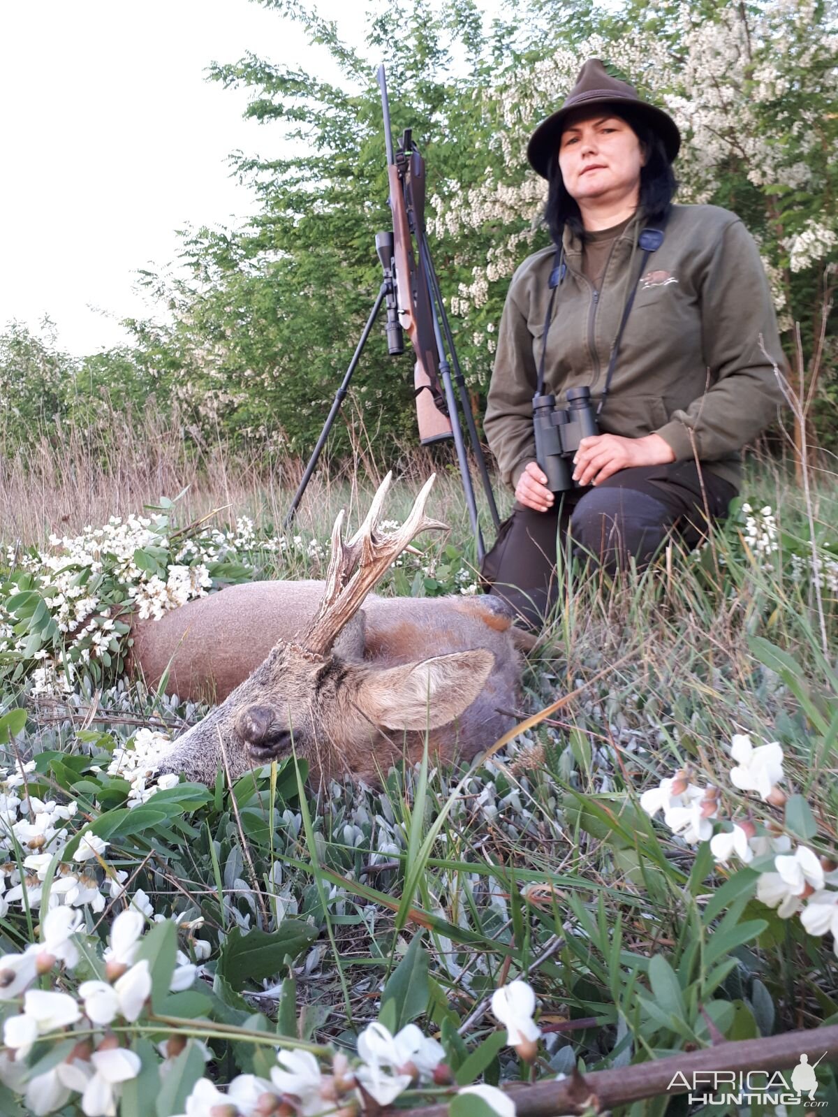 Roe Deer Hunt in Romania