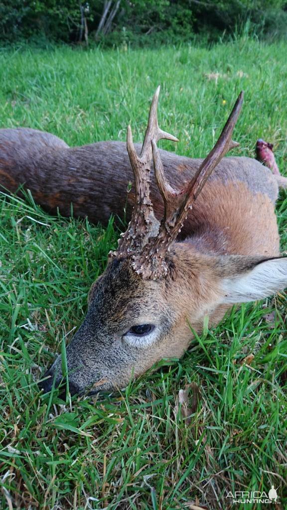 Roe Deer Hunting England