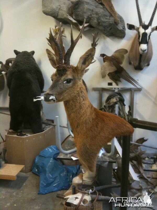 Roebuck from Scotland