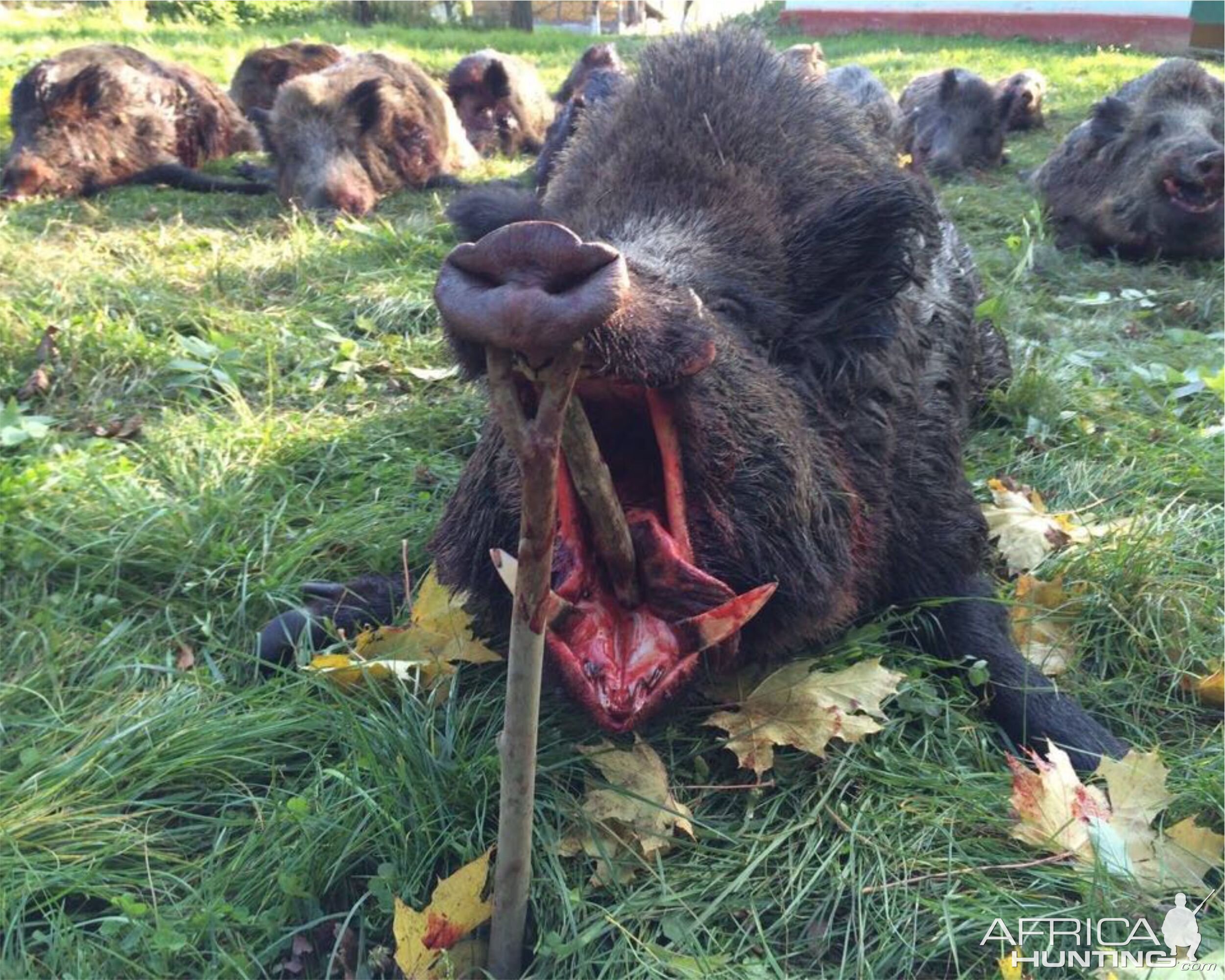 Romania Hunt Wild Boar