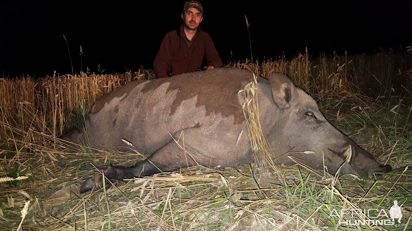 Romania Hunting Boar