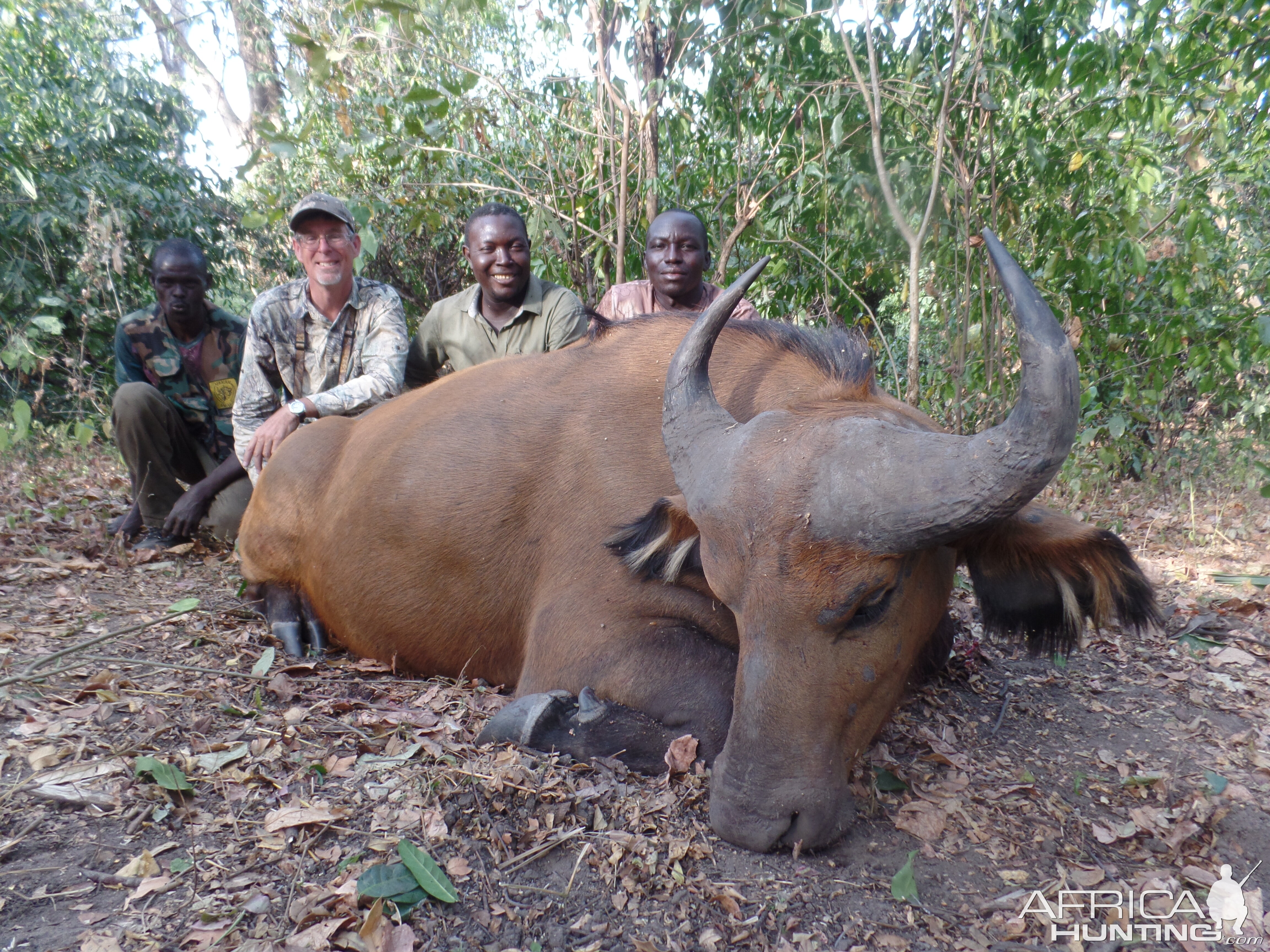 Savannah Buffalo Hunting  Cameroon