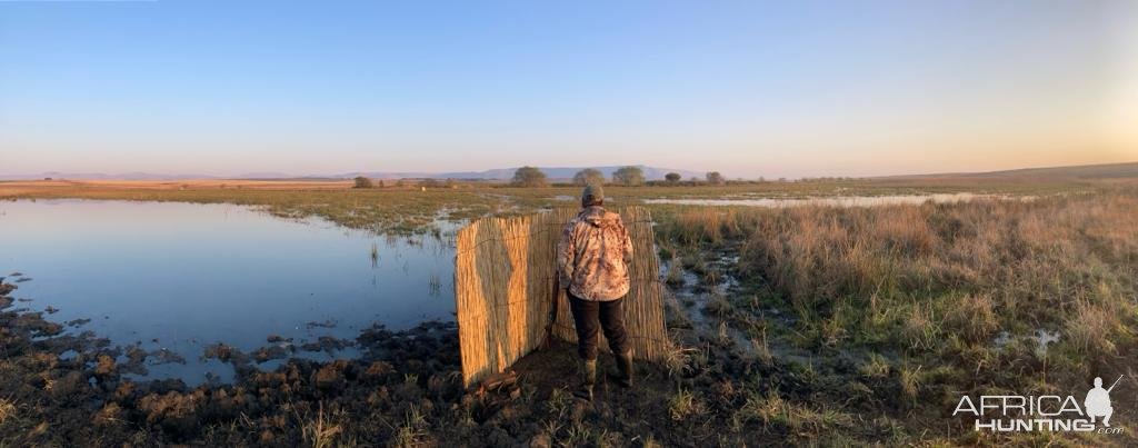 South Africa Zululand Waterfowl shooting