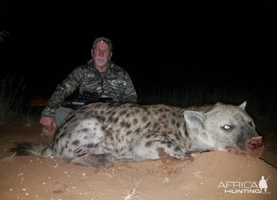 Spotted Hyena Hunting Sunset Safaris