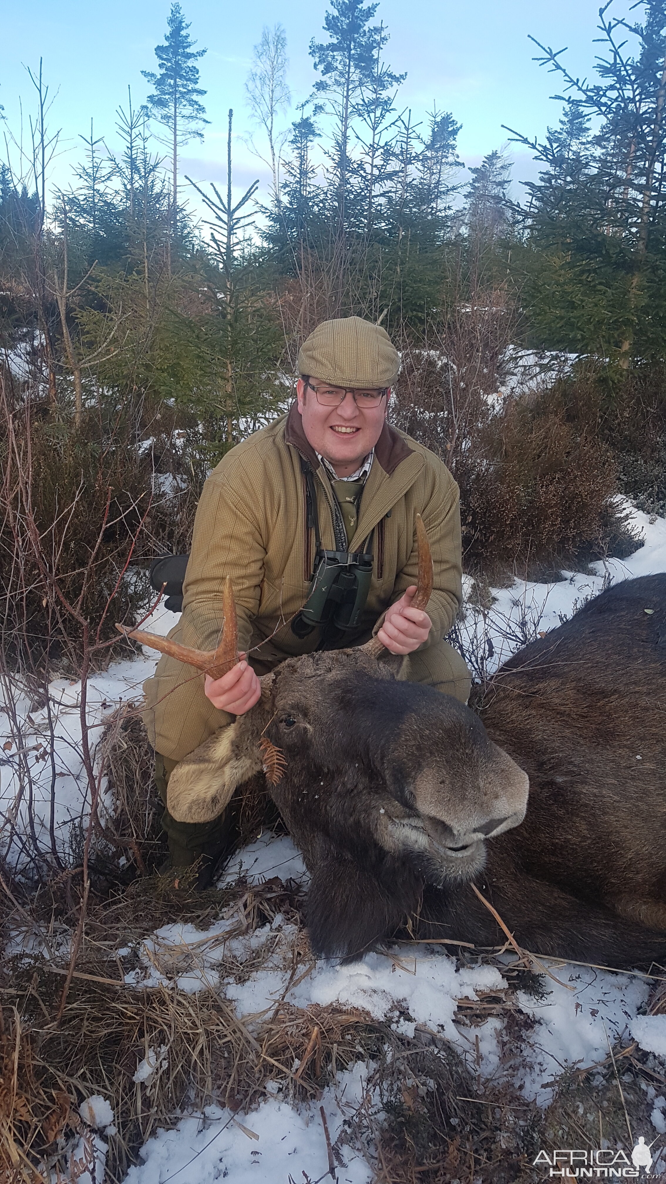 Sweden Hunting Moose