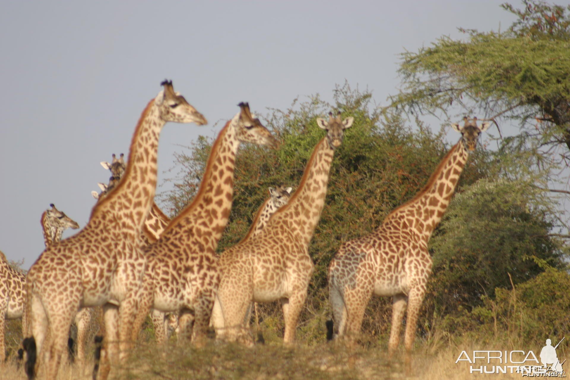 Tanzania Giraffes