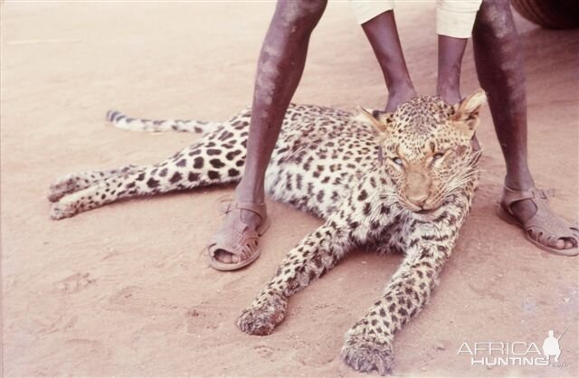 Tanzania Hunt Leopard during 60's
