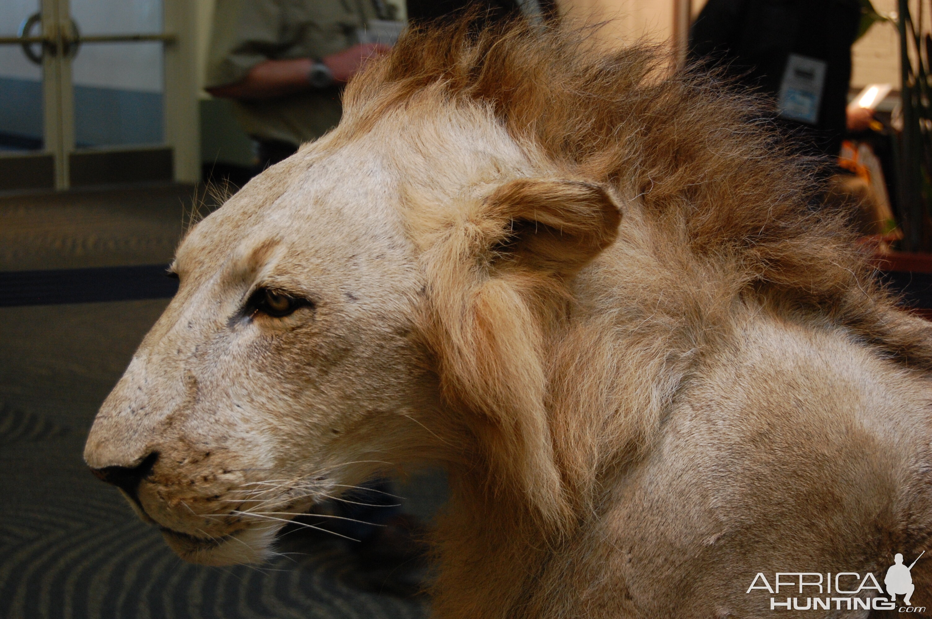 Taxidermy at Safari Club International Convention