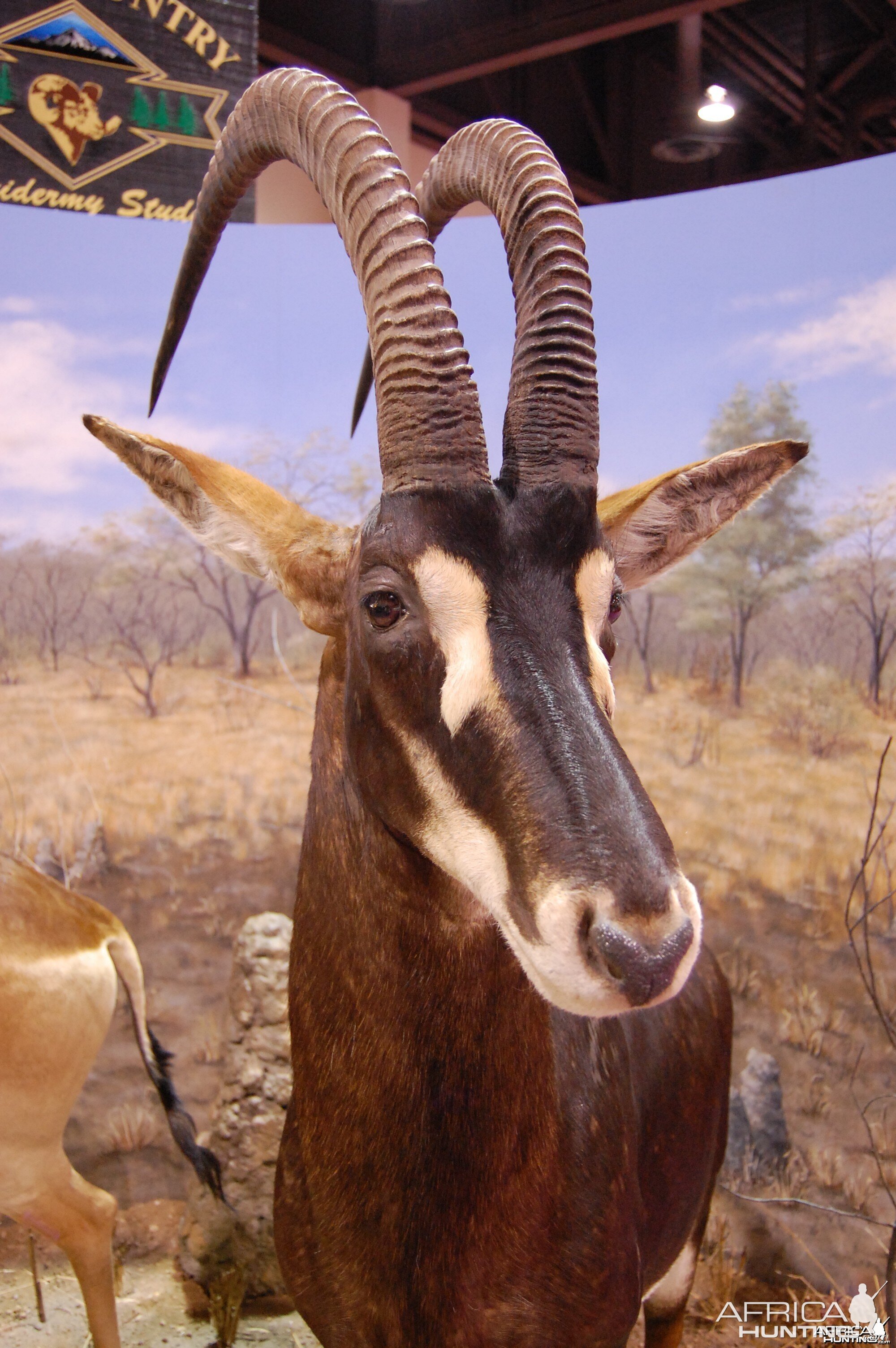 Taxidermy at Safari Club International Convention