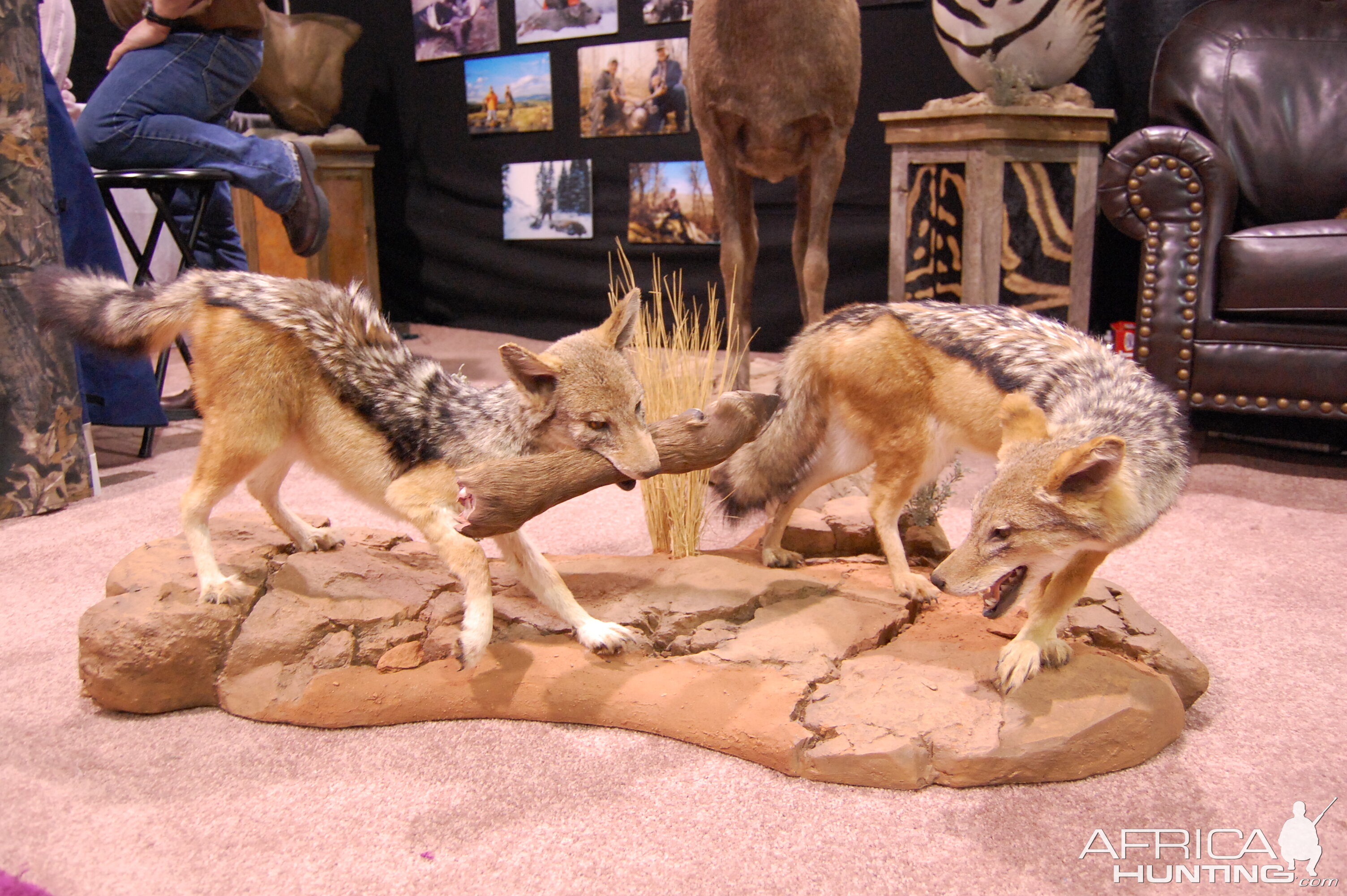 Taxidermy at Safari Club International Convention