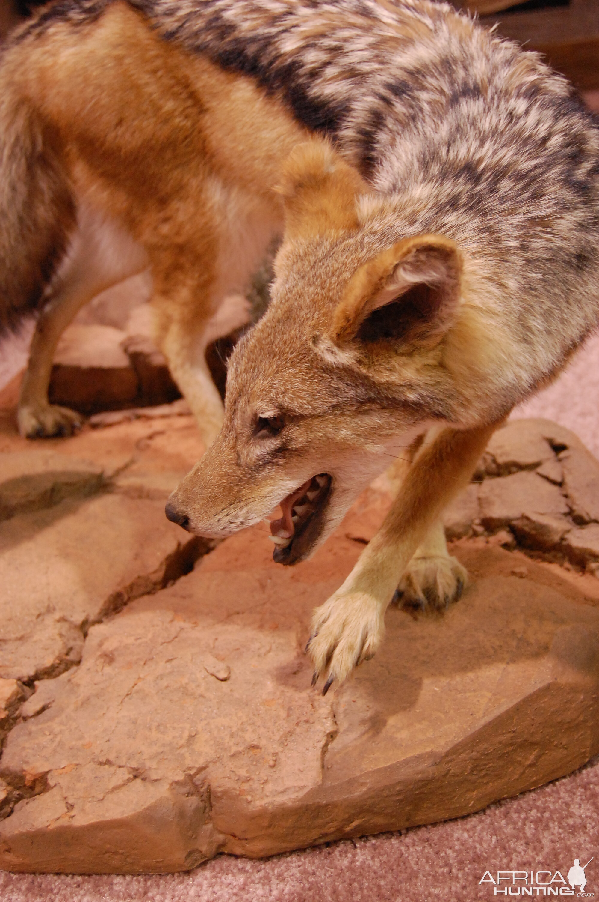 Taxidermy at Safari Club International Convention