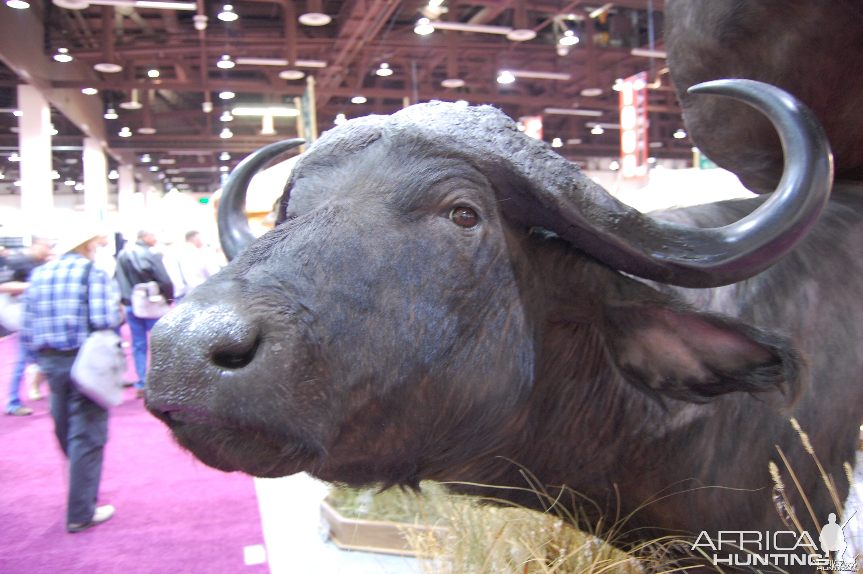 Taxidermy at Safari Club International Convention