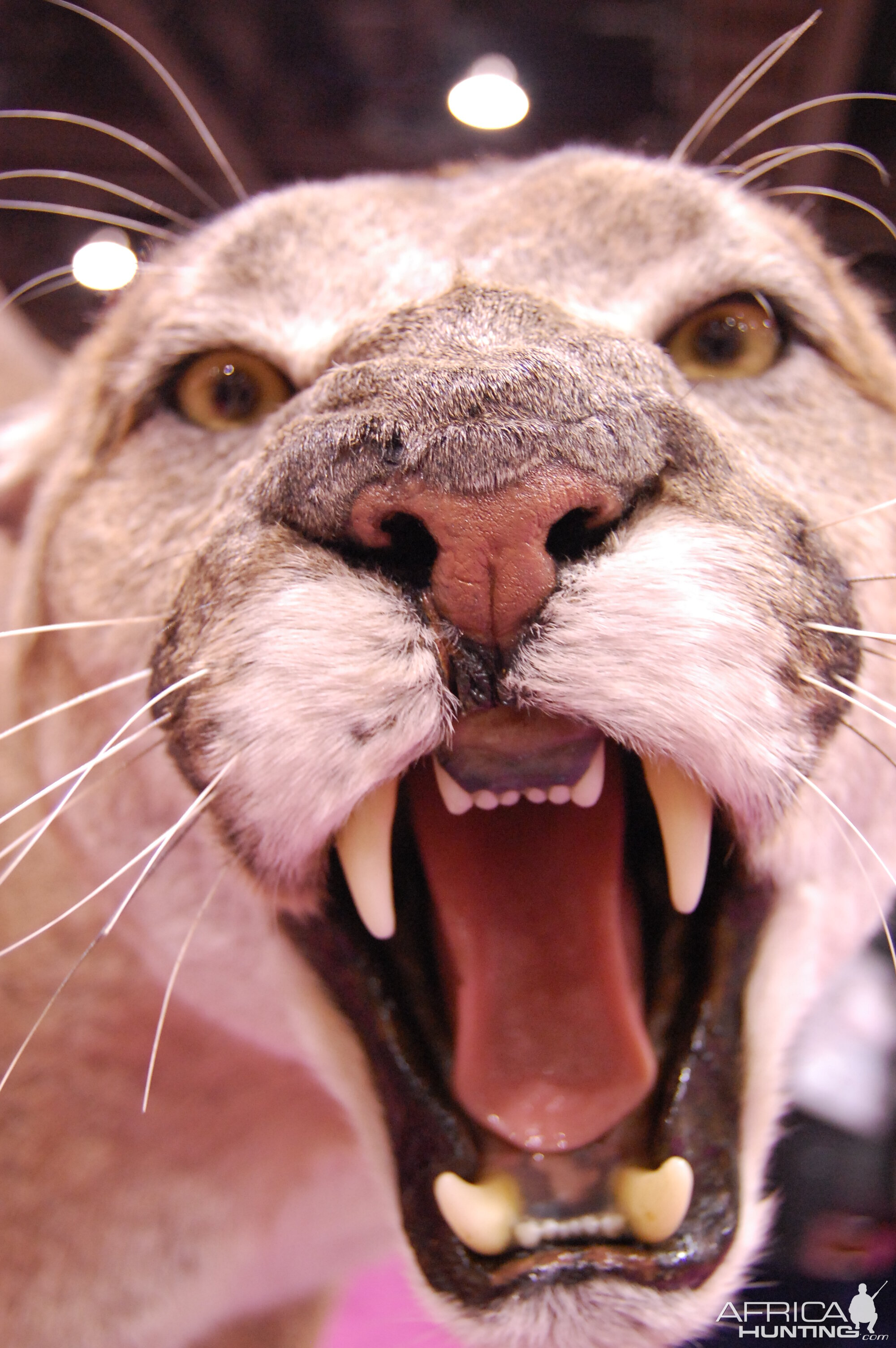 Taxidermy at Safari Club International Convention