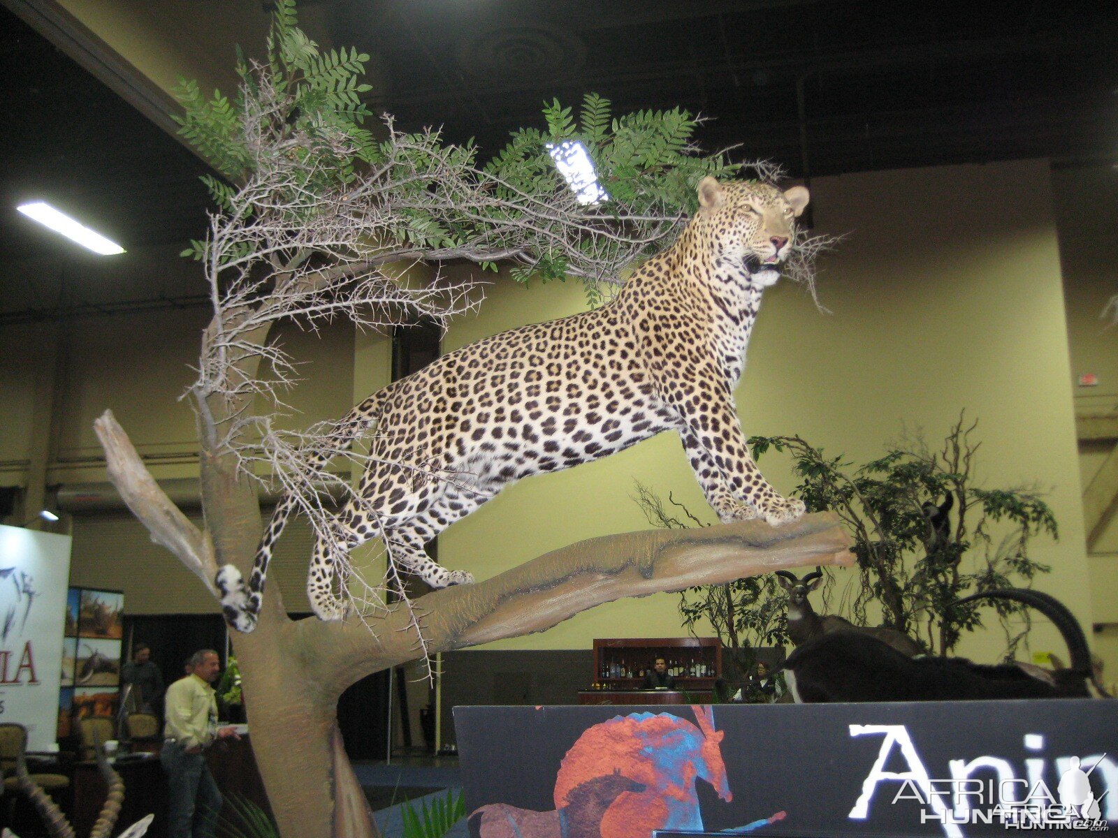 Taxidermy at Safari Club International Convention